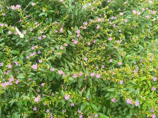 繁茂绿植中的粉色小花