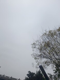 天空下的树木景观