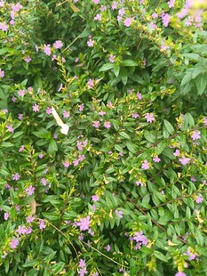 繁茂花丛中的紫色小花