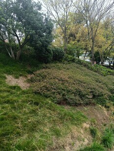 绿意盎然的户外山坡景色