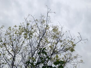 枝头新绿映灰白天空