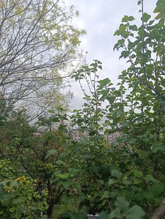 春日繁茂树林景象