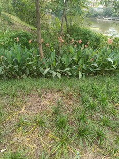 绿意盎然的户外草地景观