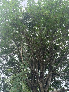 茂盛大树展现自然生机