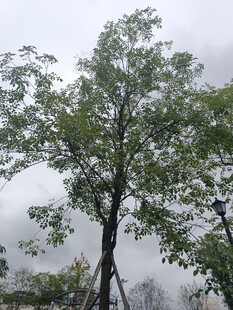 雨中挺立的绿树