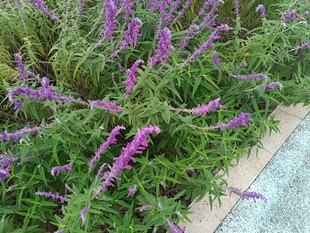 紫色花卉近景特写