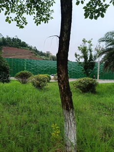 绿意盎然的户外草地景观