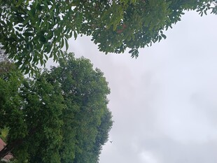 绿树成荫的天空景象