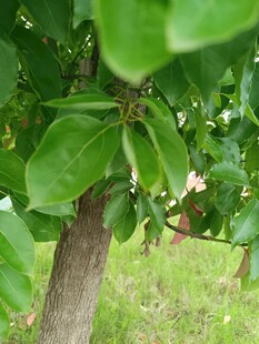 绿叶间的果实初现