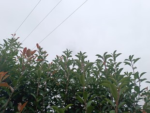 绿叶繁茂的植物景观