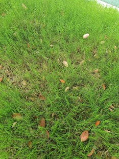 翠绿草地散落枯叶