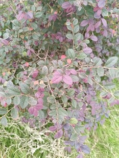 紫色花卉植物特写