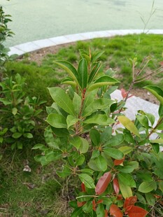 绿植环绕的户外景致