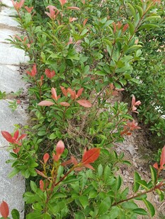 红绿叶植物景观