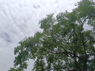 绿树映白云的清新景致