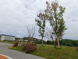 户外道路旁的树木与绿植