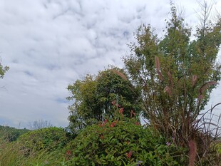 野外繁茂绿植与多云天空