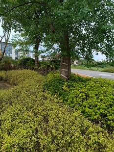 绿意盎然的园林景观