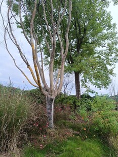 野外光秃树木与草地景色