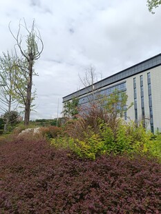 户外绿植与建筑景观