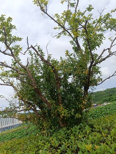 野外繁茂绿植景观