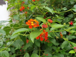 鲜艳橙花绽放绿叶间