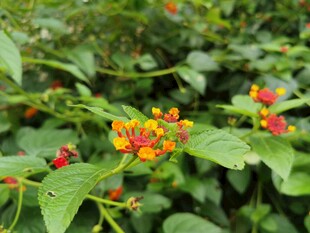 鲜艳多彩的野外花卉绽放