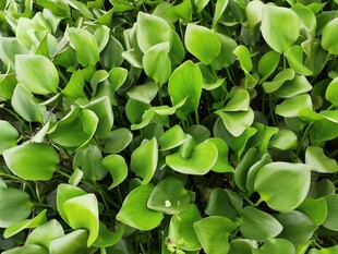 翠绿茂盛的清新绿植