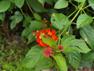 鲜艳红花绽放绿叶间