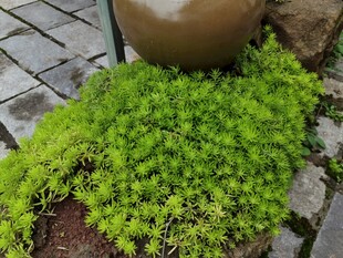 翠绿多肉植物生机盎然