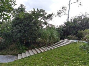 花园中的石板小径