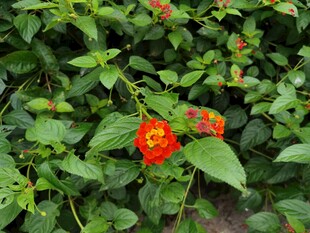 绿叶间的鲜艳红色花朵