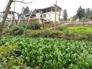 乡村田园中的温馨小屋