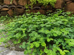 茂盛绿植墙角清新景致