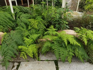 庭院中的翠绿蕨类植物