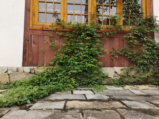 古墙藤蔓下的石板路风景