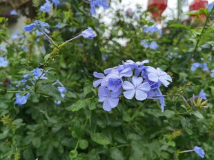 蓝花绽放于绿叶间