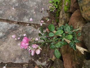 石缝中绽放的娇艳小花