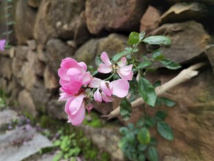 石墙边绽放的娇艳粉色花朵