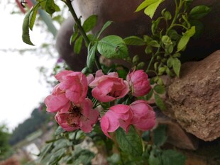 娇艳粉色花朵绽放于绿植间