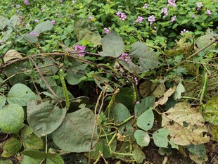 绿叶丛中的紫色小花