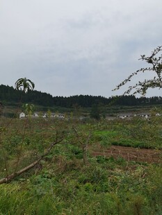 田野风光绿意盎然的景致