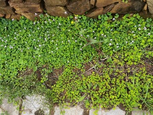 石缝间的翠绿植物