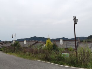 乡村公路旁的宁静景致