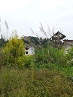 郊外绿植环绕的房屋