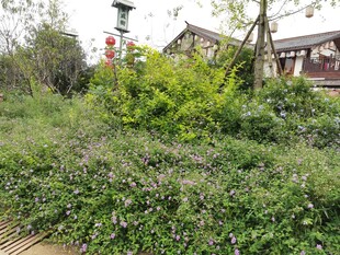 中式庭院绿植景观