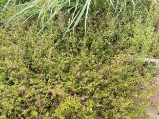 地面的绿色低矮植物景观