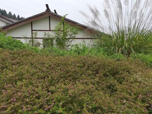 乡村小屋旁的繁茂绿植