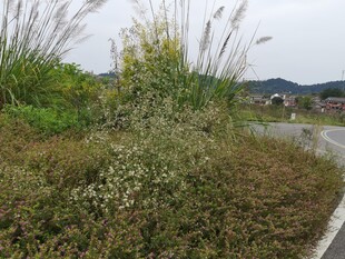 路边繁茂的野草与绿植