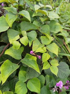 绿叶丛中绽放的紫色小花